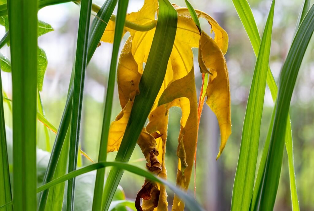 découvrez les bienfaits du lemongrass, une herbe au goût citronné qui rehausse vos plats et apporte une touche exotique à vos recettes. explorez ses propriétés médicinales et ses utilisations en cuisine pour une alimentation saine et savoureuse.