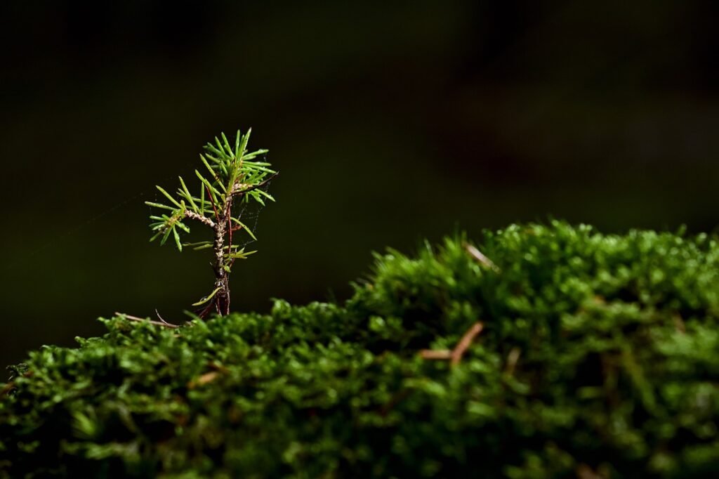 découvrez les secrets de la croissance des semis de maïs : conseils pratiques pour optimiser la germination, choisir les meilleures variétés et assurer une culture florissante.