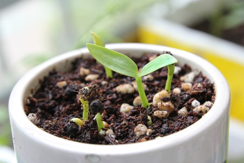 découvrez les bienfaits des germes de légumes, riches en nutriments et faciles à intégrer dans vos plats. apprenez à les cultiver chez vous pour ajouter une touche croquante et saine à vos salades et recettes.