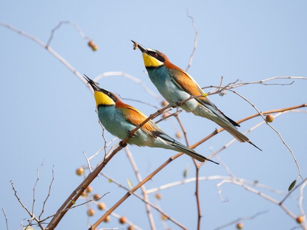 explorez la beauté et l'harmonie de l'écologie sauvage, un domaine fascinant qui étudie les interactions naturelles entre les espèces et leur environnement. découvrez des pratiques durables et des initiatives de conservation qui protègent notre planète tout en célébrant la biodiversité.