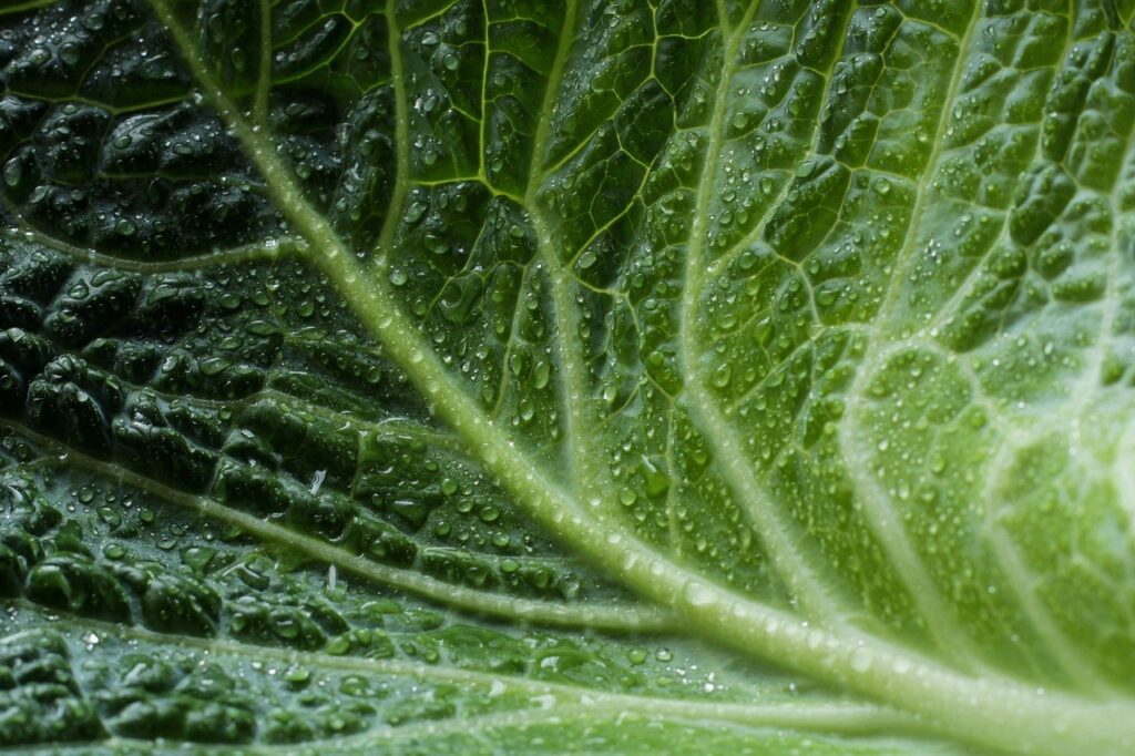 découvrez la profondeur fascinante de l'écologie profonde, une philosophie qui transcende les relations humaines avec la nature pour promouvoir une harmonie durable. explorez les principes, enjeux et pratiques qui encouragent un respect profond pour l'environnement et l'égalité entre toutes les formes de vie.