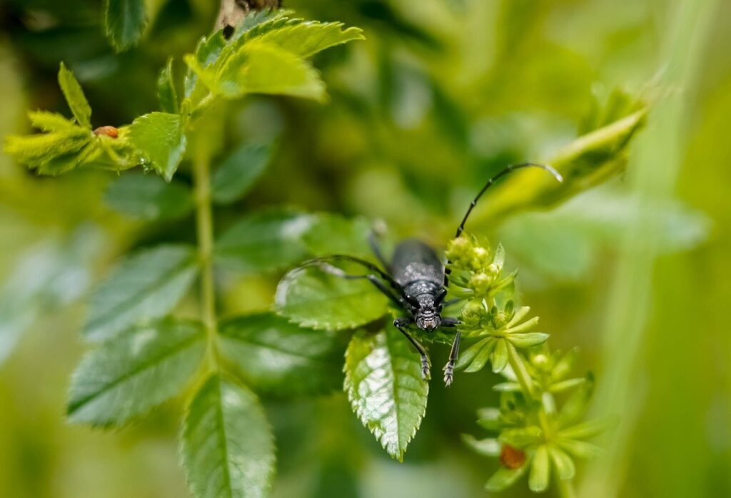 explorez le monde fascinant de l'écologie, l'étude des relations entre les organismes vivants et leur environnement. découvrez l'importance de la biodiversité, les enjeux de la conservation et les solutions durables pour préserver notre planète. engagez-vous pour un avenir écologique et apprenez comment chaque geste compte.