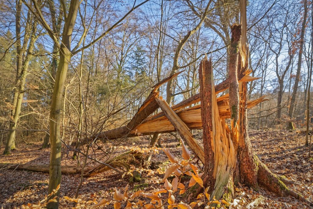 découvrez les enjeux liés aux dommages écologiques et leurs impacts sur notre environnement. apprenez comment les actions humaines affectent la biodiversité et explorez des solutions pour protéger notre planète.