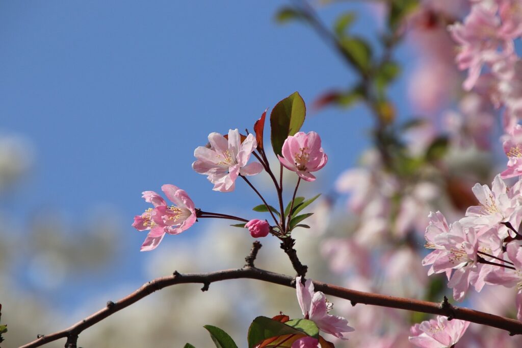 découvrez les impacts écologiques du malus, une espèce de pommier souvent cultivée pour sa beauté ornementale. apprenez comment cette plante contribue à la biodiversité, ses avantages environnementaux et les pratiques écologiques pour sa culture.