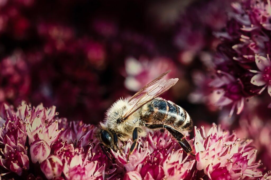 découvrez l'importance de la biodiversité, ses enjeux et son impact sur notre planète. explorez les différentes espèces, leurs habitats, et comment préserver la richesse naturelle pour les générations futures.